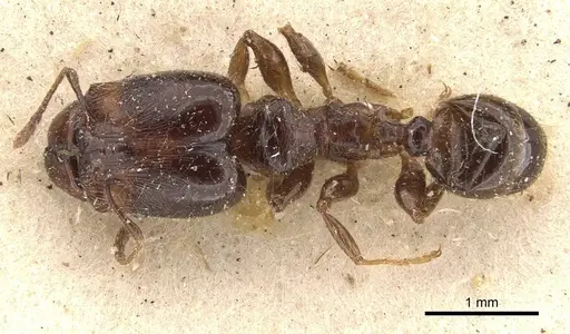 Pheidole rhinoceros specimen