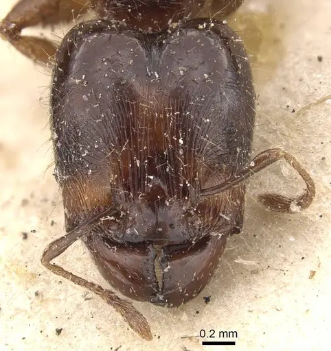 Pheidole rhinoceros specimen