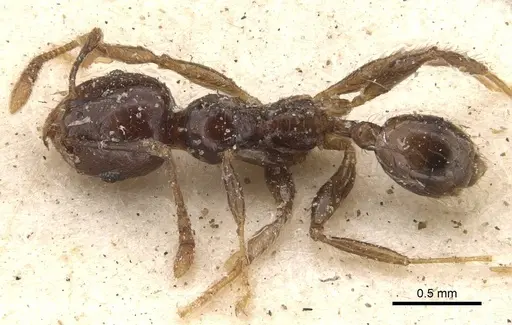 Pheidole rhinoceros - CASENT0610062