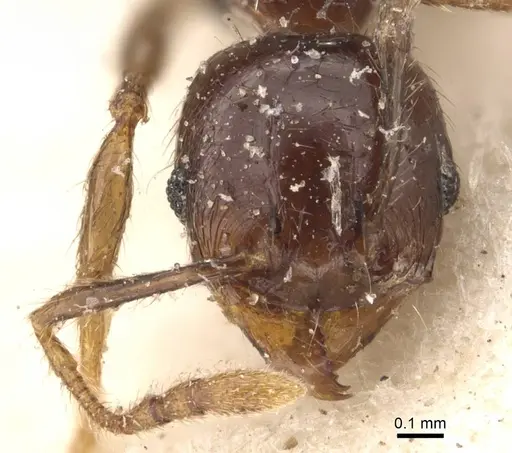 Pheidole rhinoceros - CASENT0610062