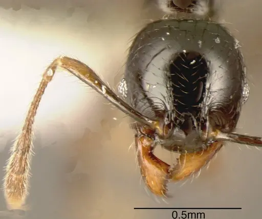 Pheidole rhinoceros - CASENT0635518