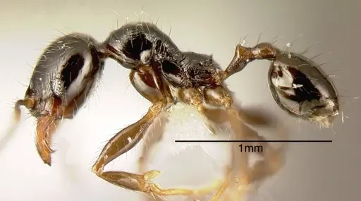 Pheidole rhinoceros - CASENT0635518