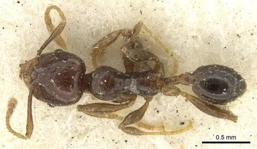 Pheidole rhinoceros - CASENT0901606