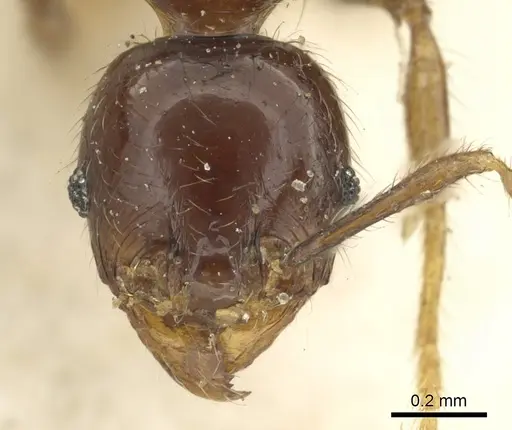 Pheidole rhinoceros - CASENT0901606