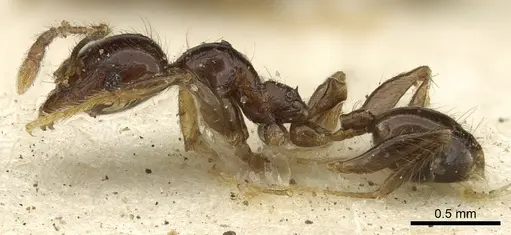 Pheidole rhinoceros - CASENT0901606