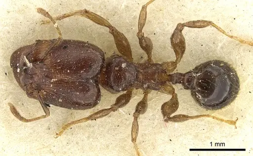 Pheidole rhinoceros - CASENT0901607