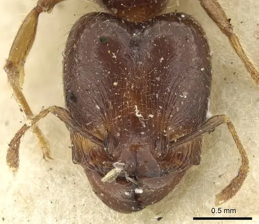 Pheidole rhinoceros - CASENT0901607