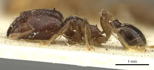 Pheidole rhinoceros - CASENT0901607