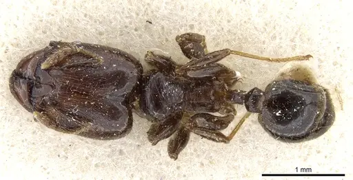 Pheidole rhinoceros - CASENT0904383