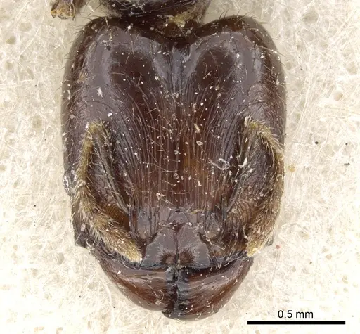 Pheidole rhinoceros - CASENT0904383