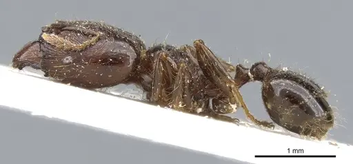 Pheidole rhinoceros - CASENT0904383