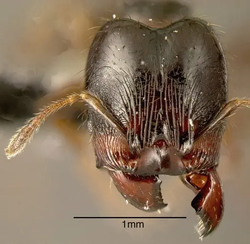 Pheidole rhinoceros - JTLC000002907