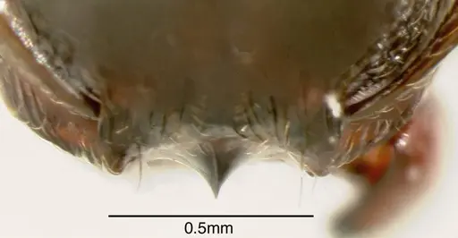 Pheidole rhinoceros - JTLC000002907
