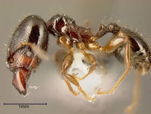 Pheidole rhinoceros - JTLC000002907