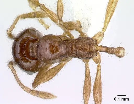 Pheidole rhinomontana specimen