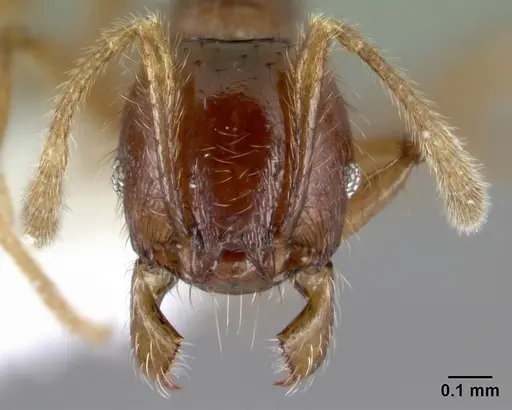 Pheidole rhinomontana specimen