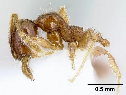 Pheidole rhinomontana specimen