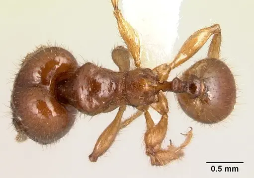 Pheidole rhinomontana - CASENT0610078