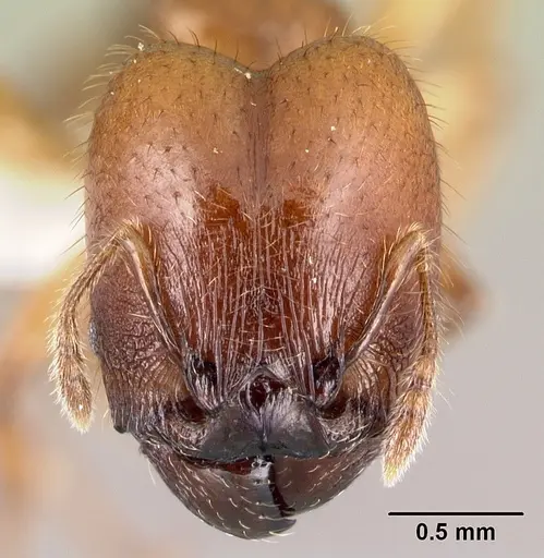 Pheidole rhinomontana - CASENT0610078