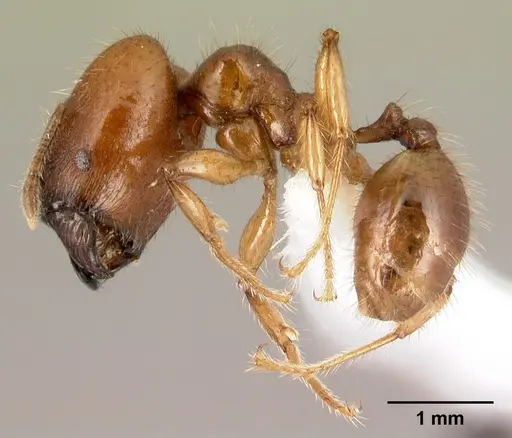 Pheidole rhinomontana - CASENT0610078