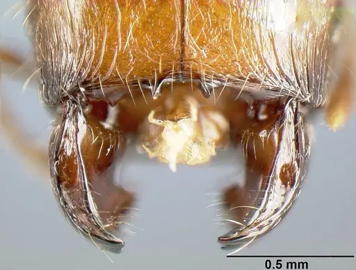 Pheidole rhinomontana - CASENT0610081