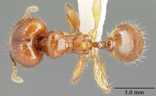 Pheidole rhinomontana - CASENT0610082