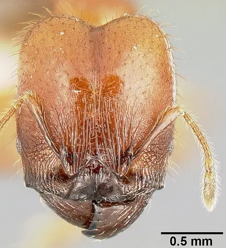 Pheidole rhinomontana - CASENT0610082