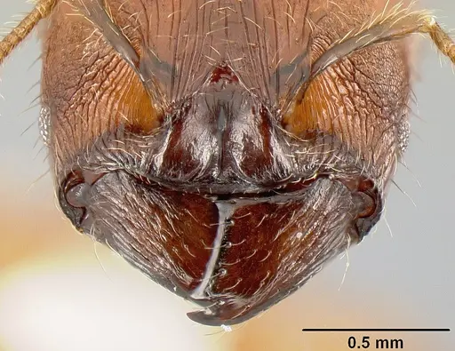 Pheidole rhinomontana - CASENT0610082