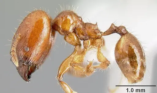 Pheidole rhinomontana - CASENT0610082