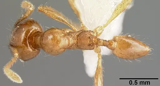 Pheidole rhinomontana - CASENT0610083