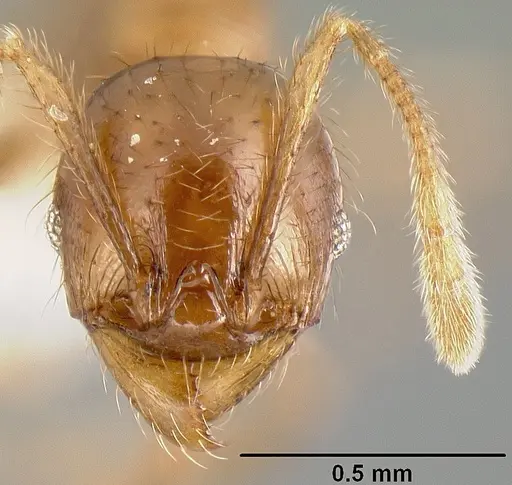 Pheidole rhinomontana - CASENT0610083
