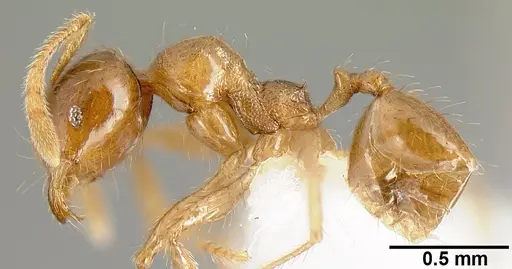 Pheidole rhinomontana - CASENT0610083