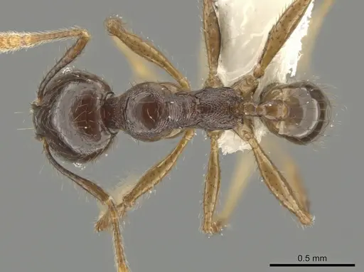Pheidole rhinomontana - CASENT0642948