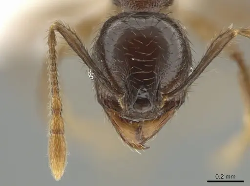 Pheidole rhinomontana - CASENT0642948