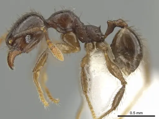 Pheidole rhinomontana - CASENT0642948
