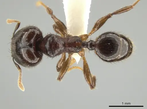 Pheidole rhinomontana - CASENT0642949