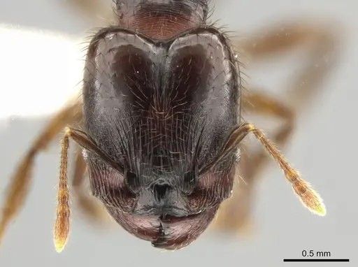 Pheidole rhinomontana - CASENT0642949