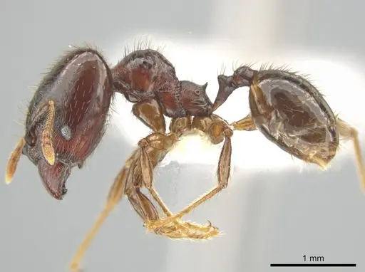 Pheidole rhinomontana - CASENT0642949