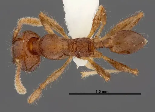 Pheidole rhinomontana - INBIOCRI002279575