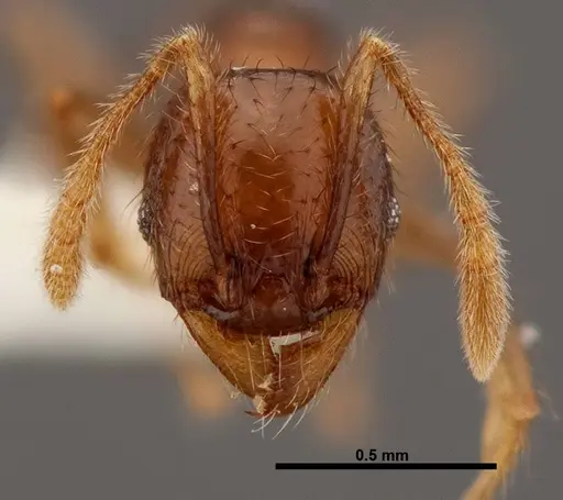 Pheidole rhinomontana - INBIOCRI002279575