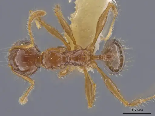 Pheidole rhytifera specimen