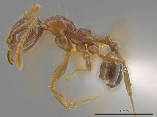 Pheidole rhytifera specimen
