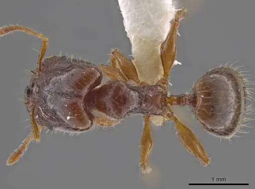 Pheidole rhytifera - CASENT0636925