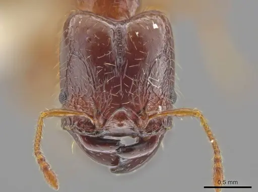 Pheidole rhytifera - CASENT0636925