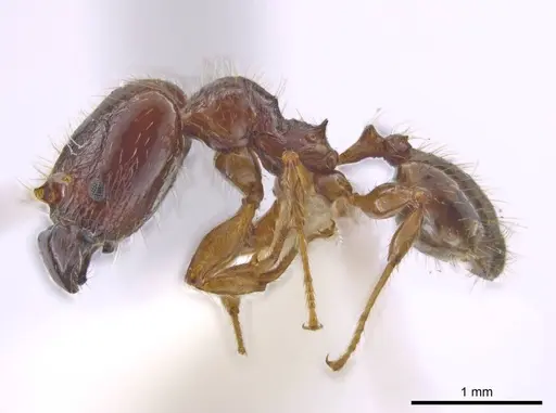 Pheidole rhytifera - CASENT0636925