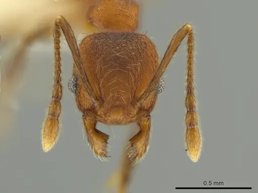 Pheidole rima specimen
