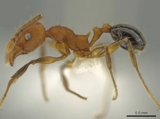 Pheidole rima specimen