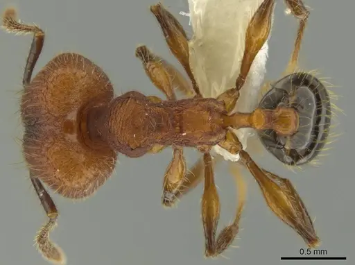 Pheidole rima - CASENT0633308