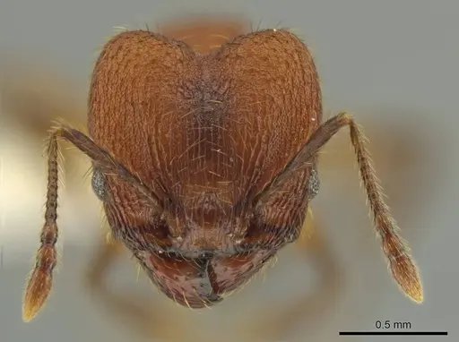 Pheidole rima - CASENT0633308