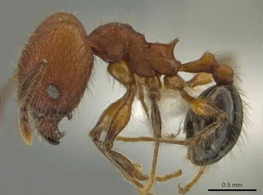 Pheidole rima - CASENT0633308